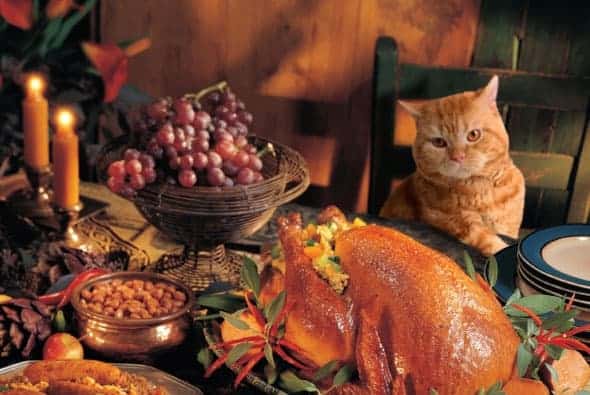 thanksgiving_cat