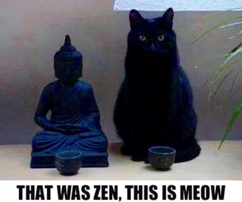 cat zen meow