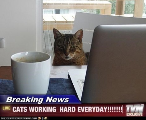 cats work
