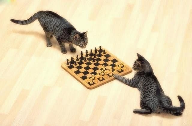 playing chess
