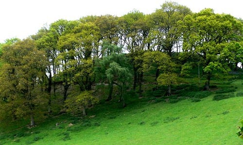 wooded hilltop