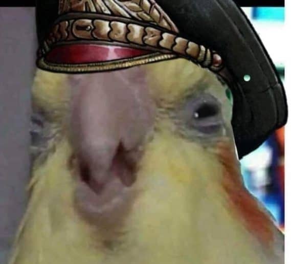 commissar bird